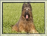 Owczarek francuski Briard